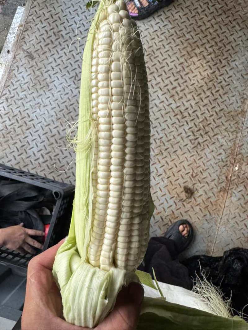 贵州出货糯玉米