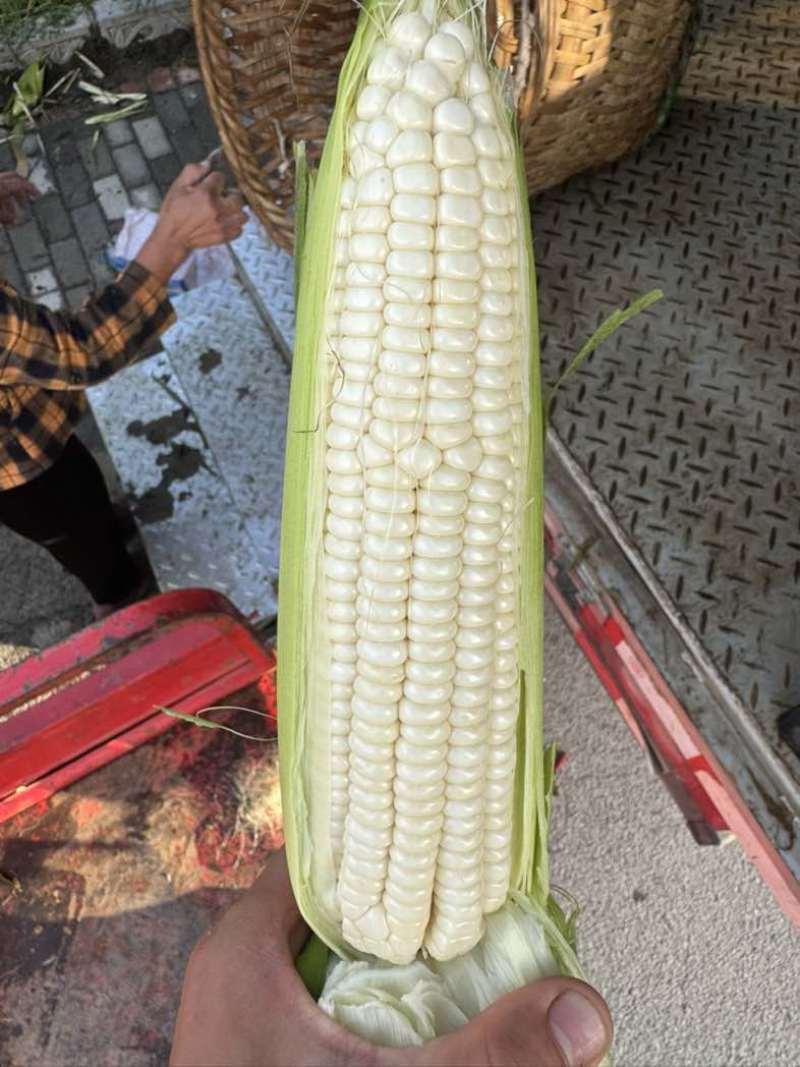 贵州出货糯玉米