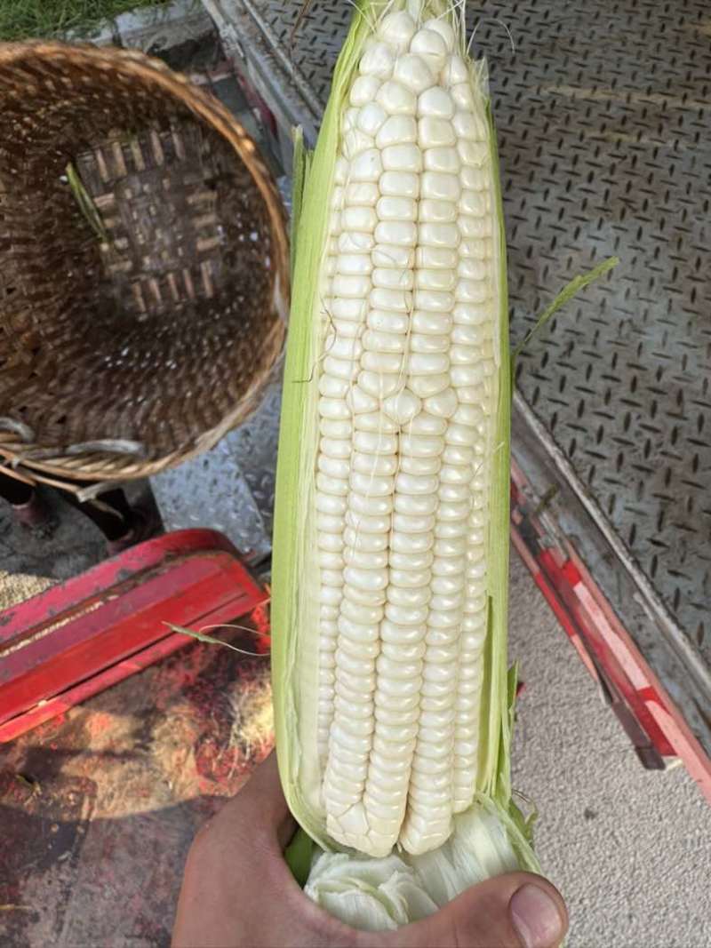 贵州出货糯玉米
