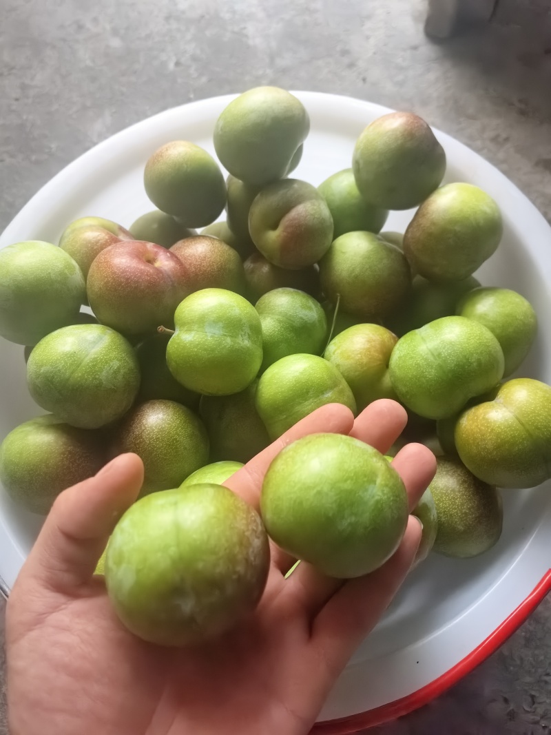 半边红李子个大口感好