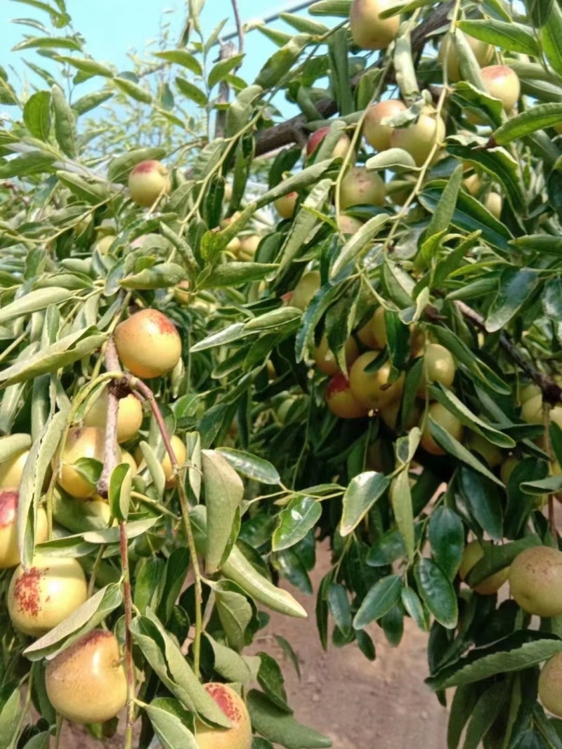大荔县冬枣