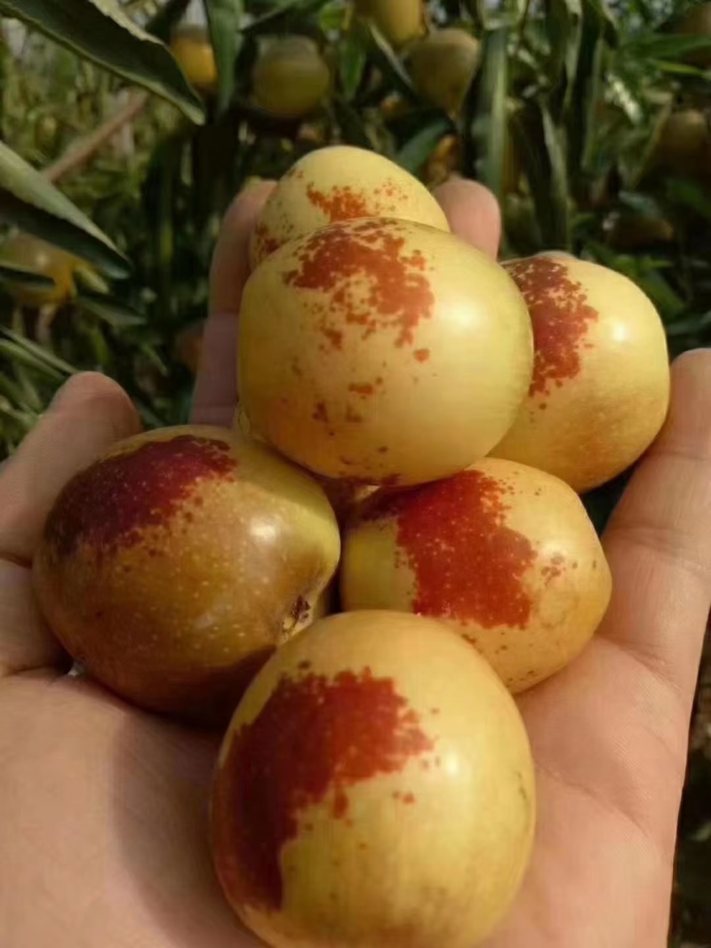 大荔县冬枣