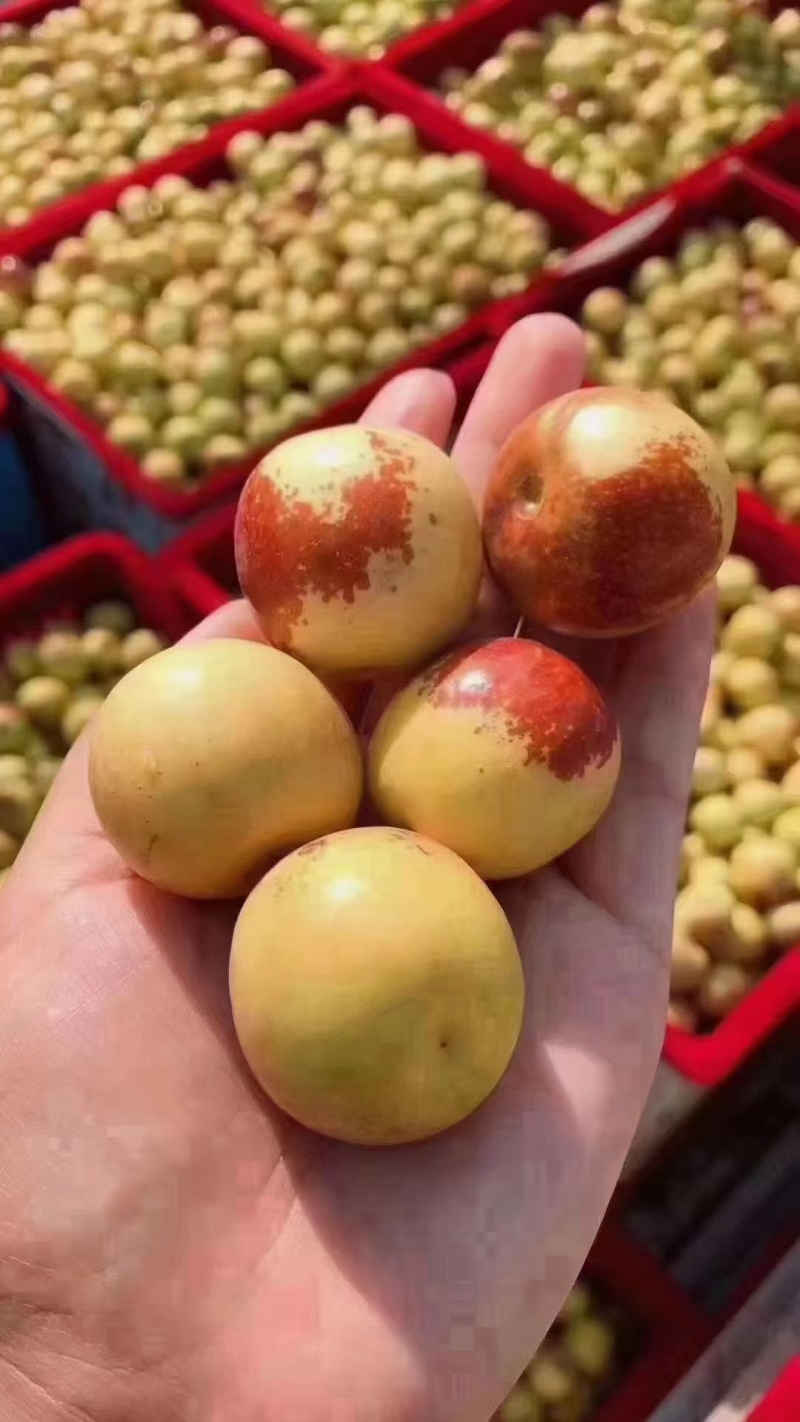 大荔县冬枣