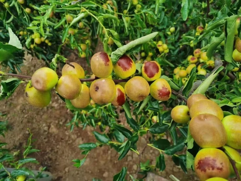 大荔县冬枣