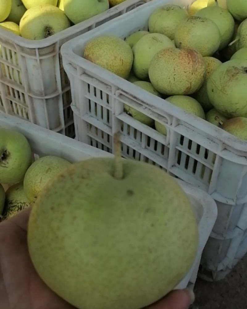 早酥梨