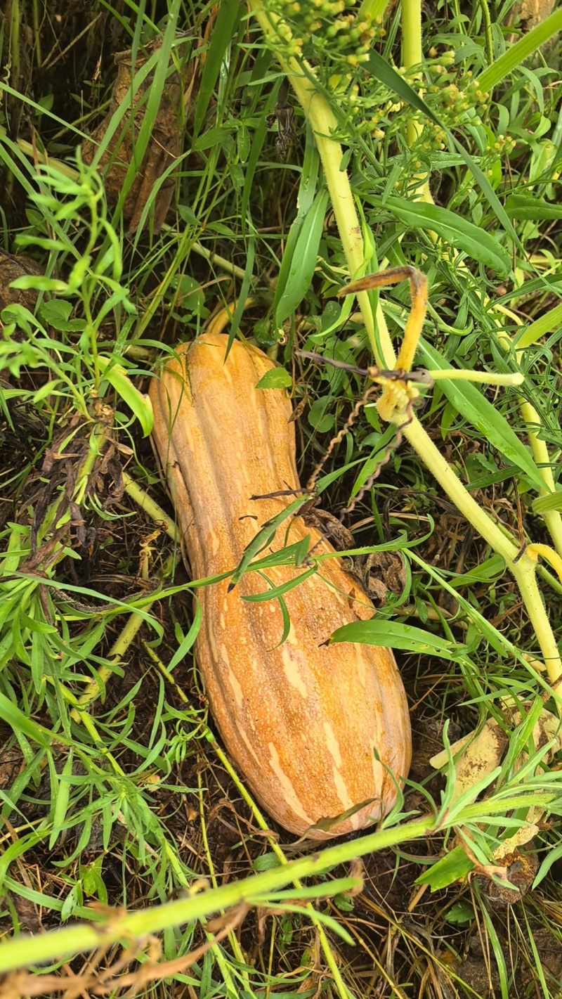 蜜本南瓜