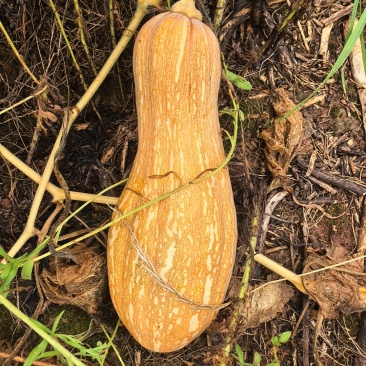 蜜本南瓜