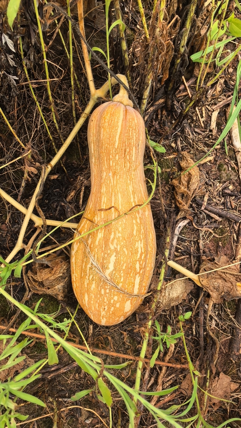 蜜本南瓜