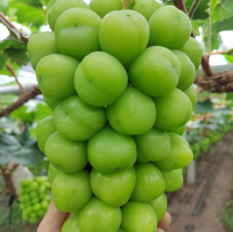 阳光玫瑰