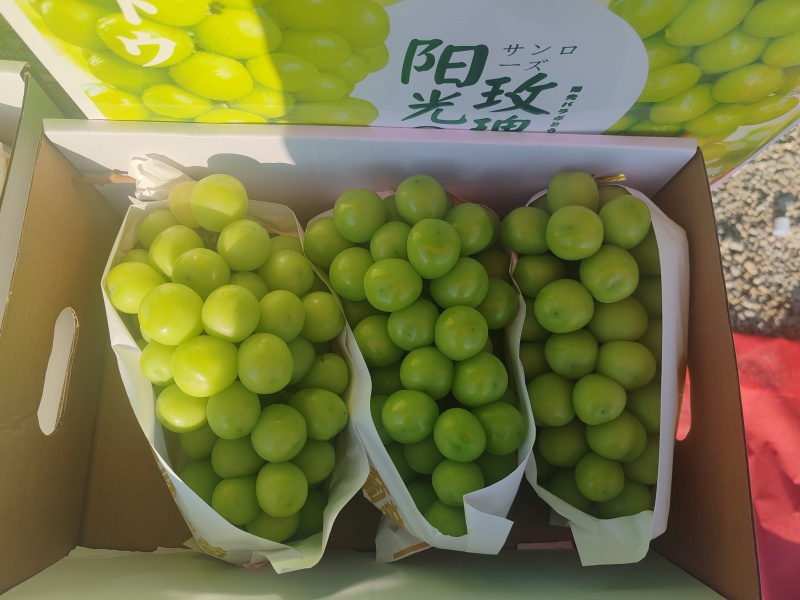 阳光玫瑰