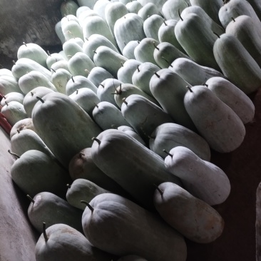 冬瓜,量大从优