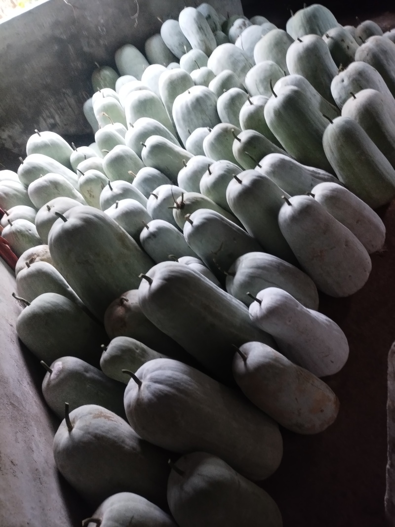 冬瓜,量大从优