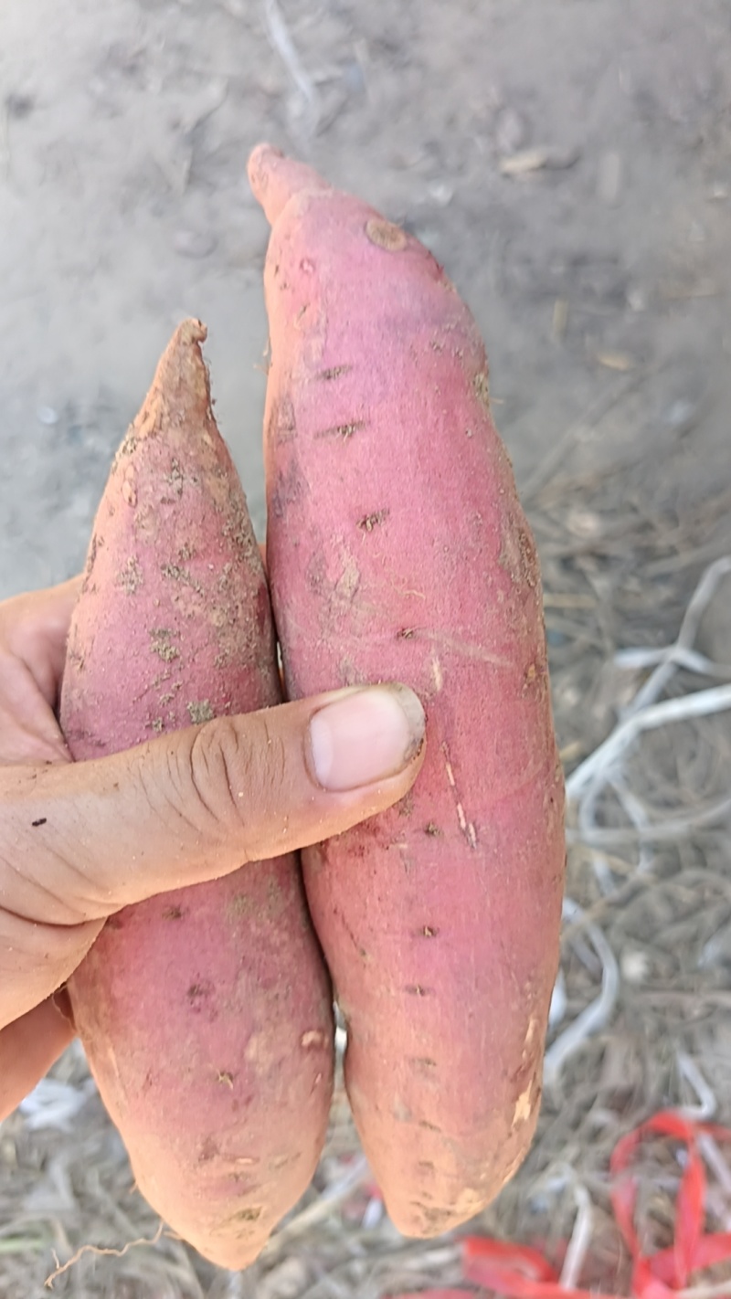 开封本地精品西瓜红，蜜薯大量上市，欢迎各位老板下单