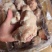 猪拐骨，带皮，品质好，个头均匀