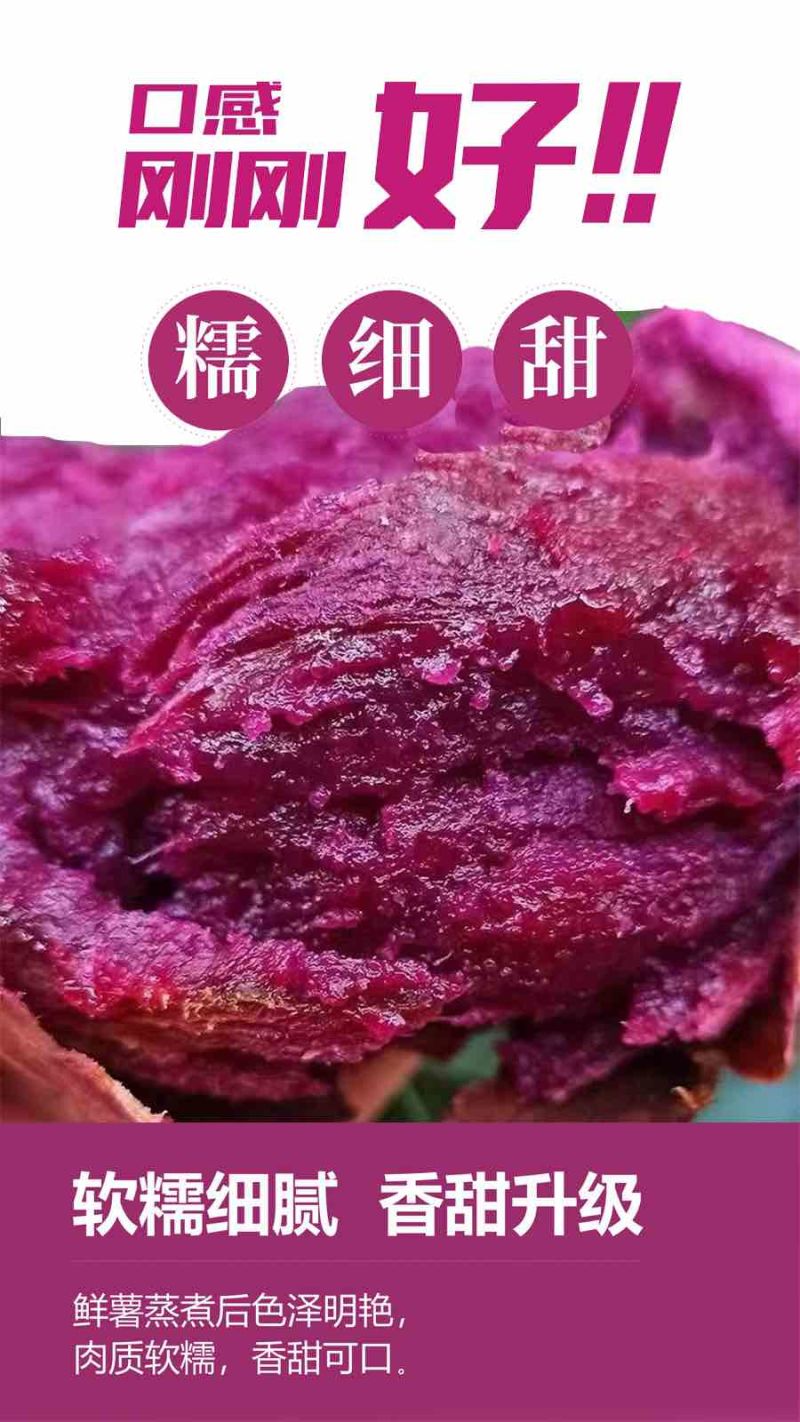 泰紫薯1号