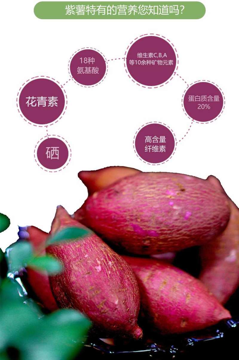 泰紫薯1号