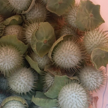 曼陀罗