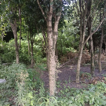 12年桂花树