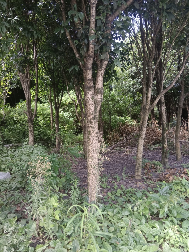 12年桂花树