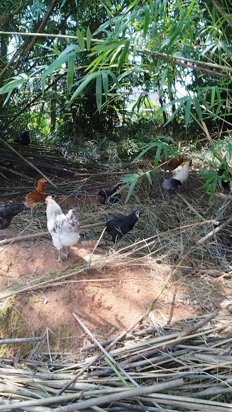 土鸡，喂的都是玉米、稻谷，红糖，豆粕，***土鸡，散养土鸡3