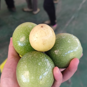 寻乌钦蜜9号百香果