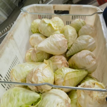 牛心甘蓝毛菜