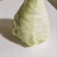 牛心甘蓝毛菜