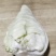 牛心甘蓝毛菜