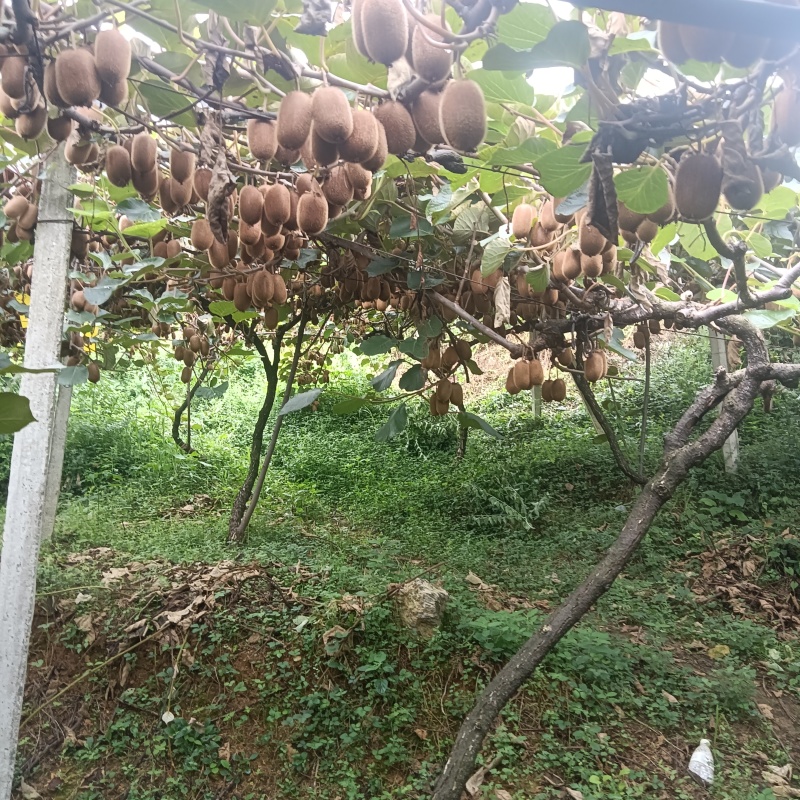 贵长猕猴桃