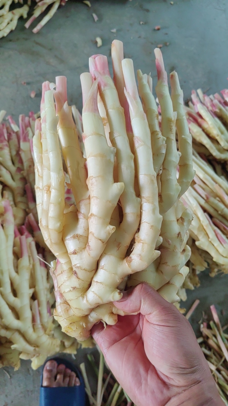 红芽子姜，小黄姜，大黄姜