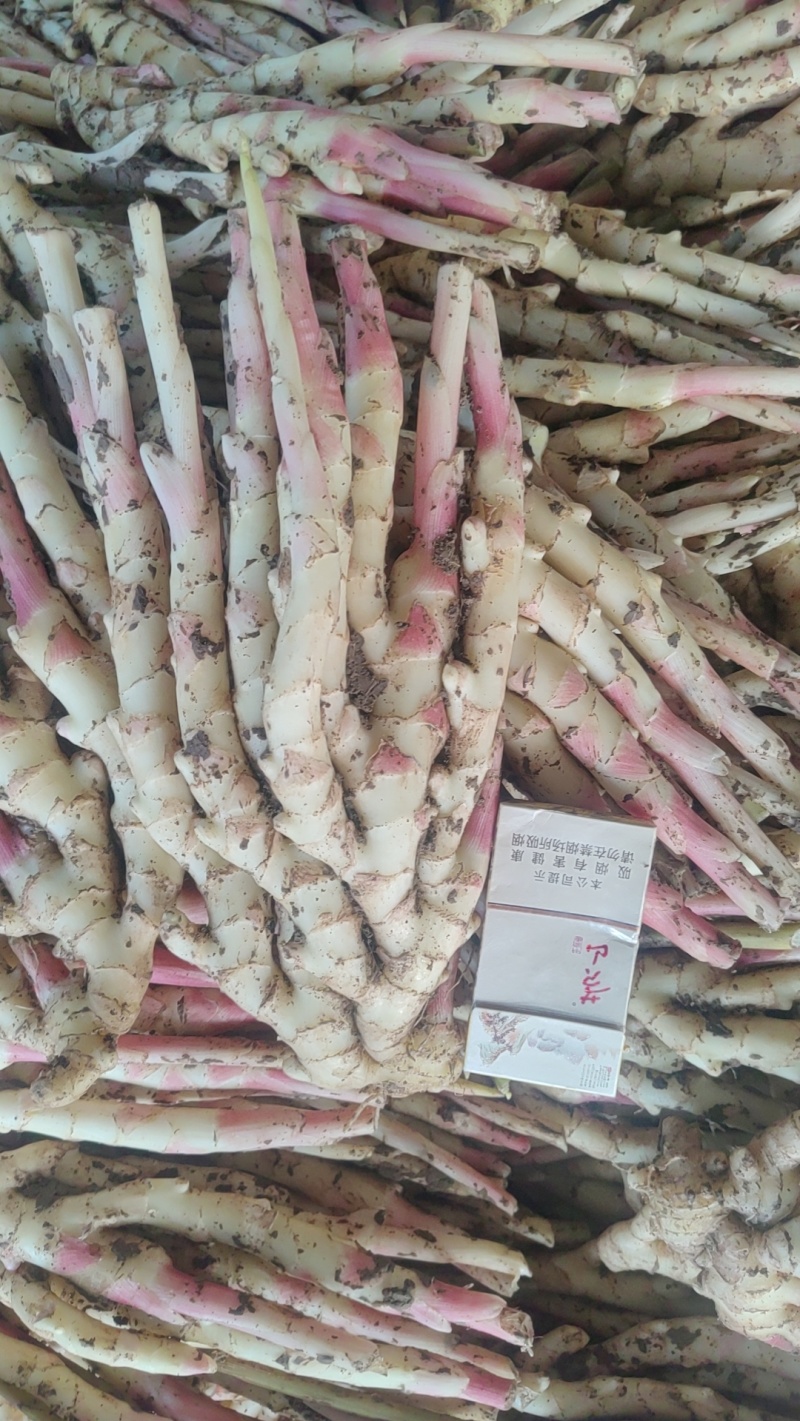 红芽子姜，小黄姜，大黄姜