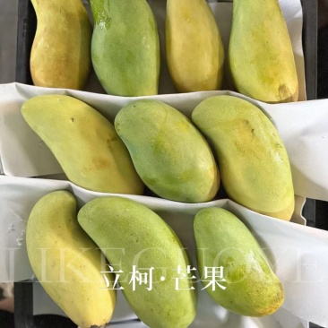 芒果