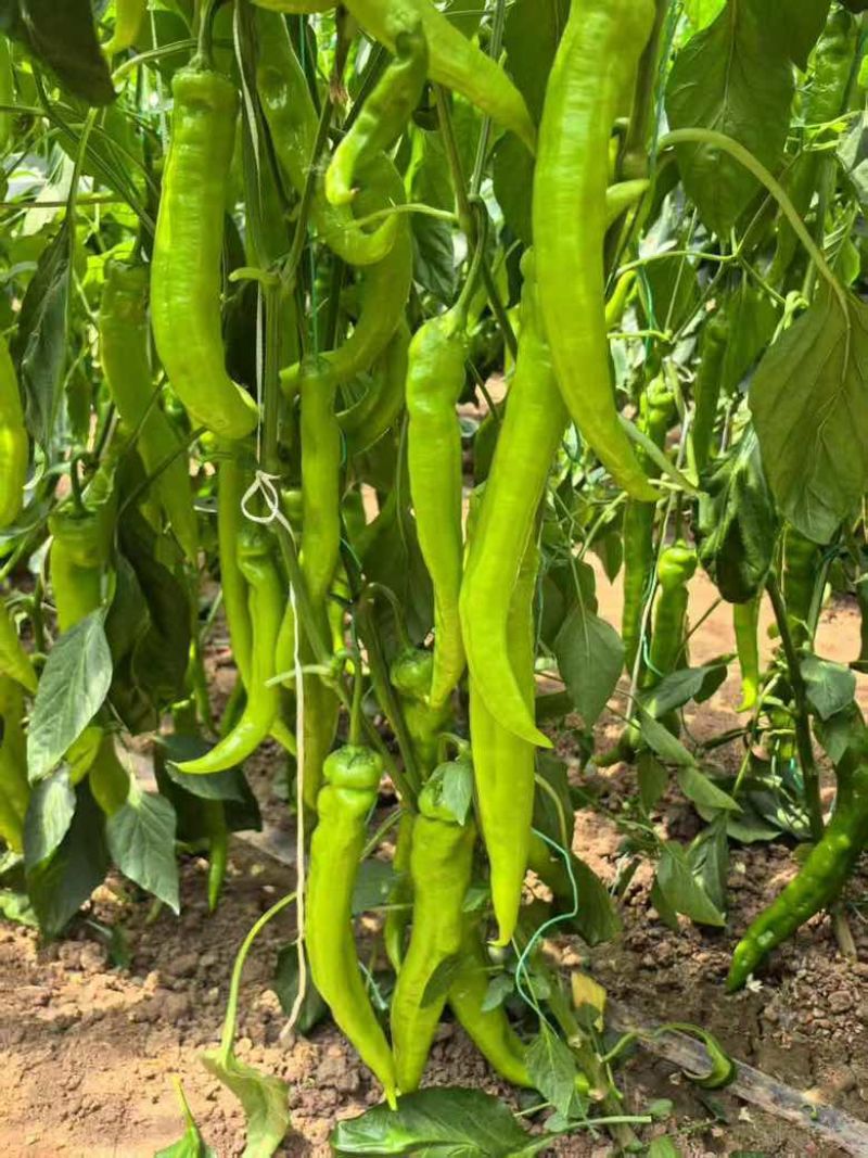 螺丝椒芜湖椒尖椒
