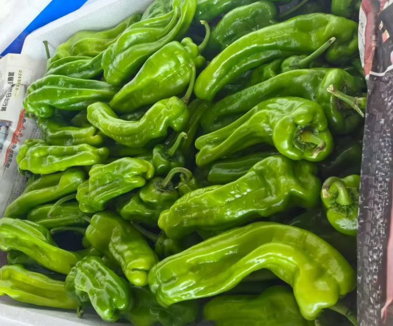螺丝椒芜湖椒尖椒