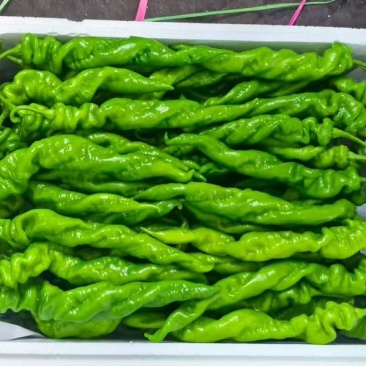 螺丝椒芜湖椒尖椒