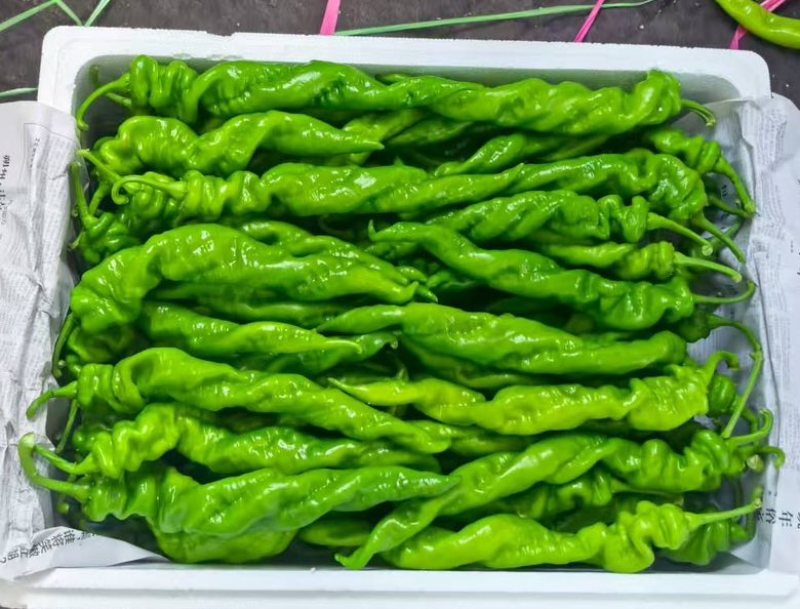 螺丝椒芜湖椒尖椒