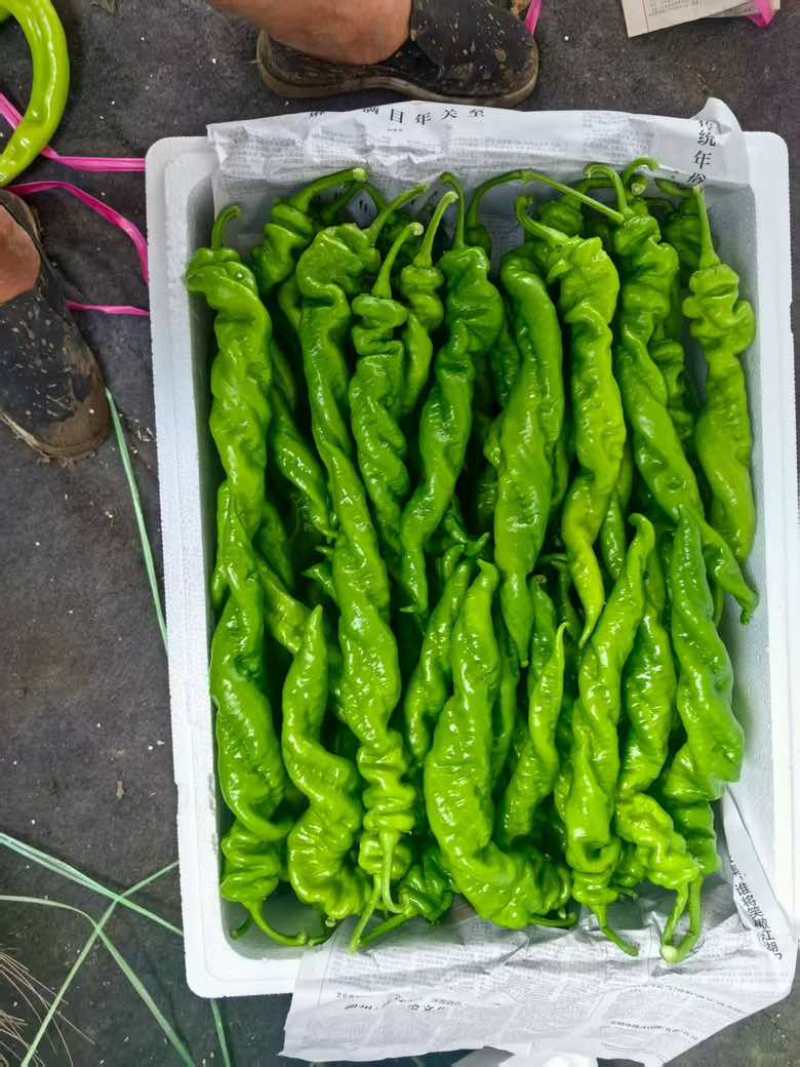 螺丝椒芜湖椒尖椒