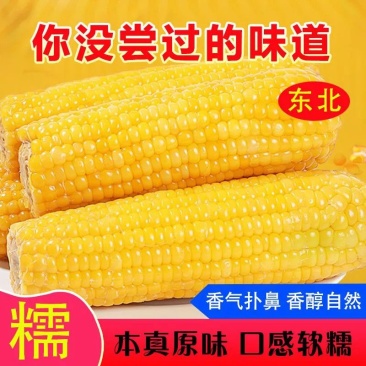 头茬黄金玉米粘糯大棒香甜粘糯玉米真空包电商一件代发