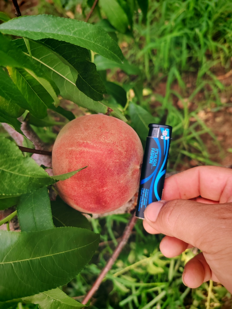 山东省潍坊市临朐县离核蜜桃