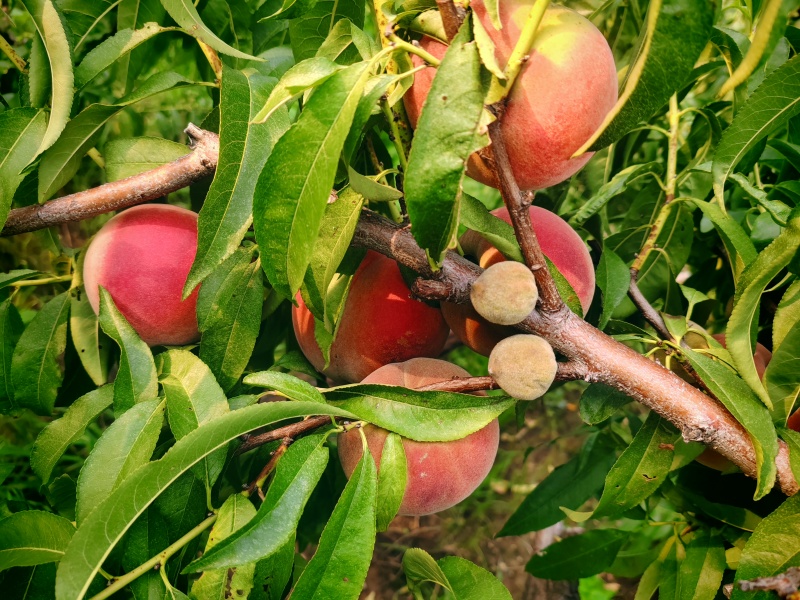 山东省潍坊市临朐县离核蜜桃
