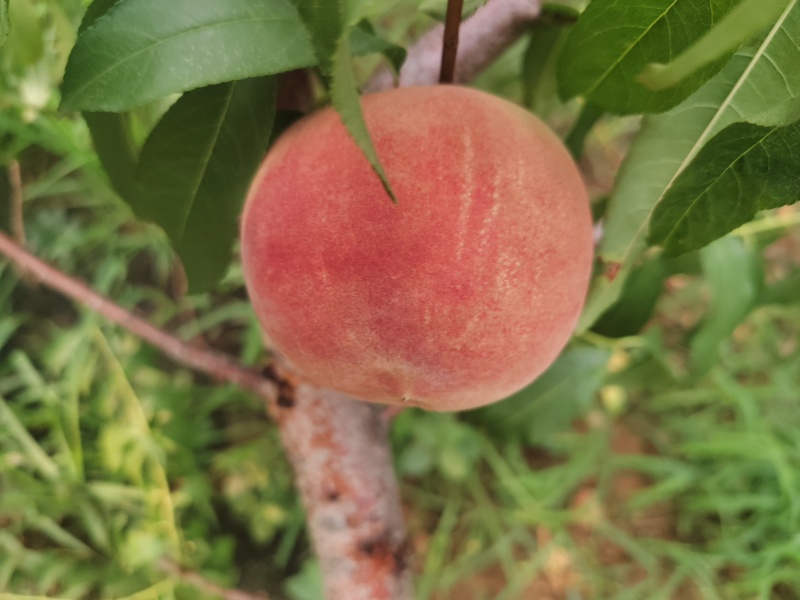 山东省潍坊市临朐县离核蜜桃