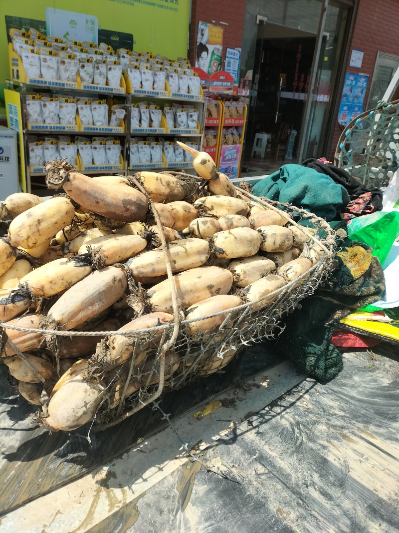 精品莲藕6号苗