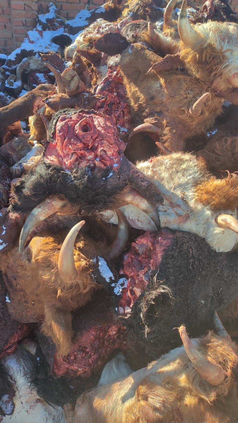 草地黄牛头