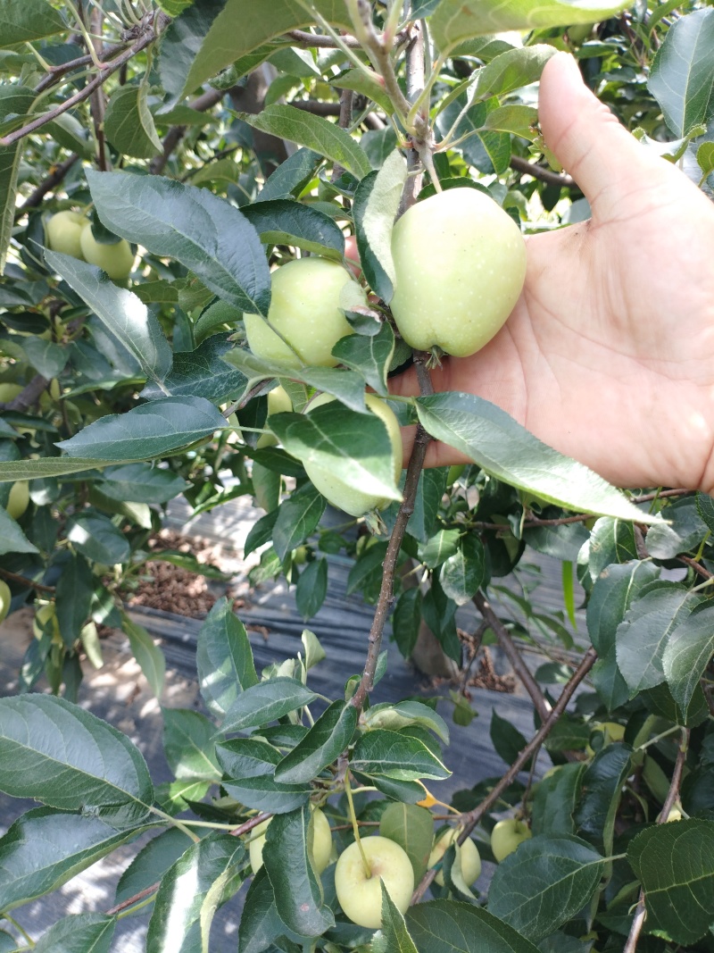 鸡心果
