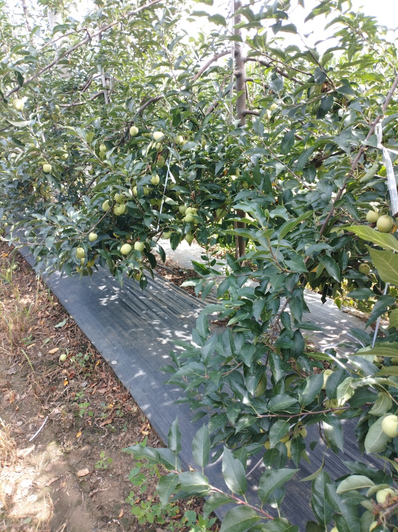 鸡心果