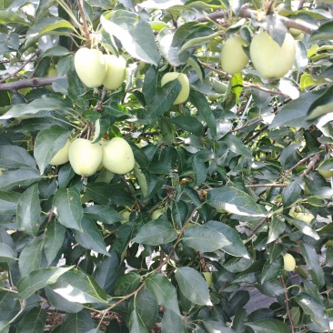 鸡心果