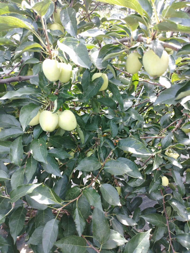 鸡心果