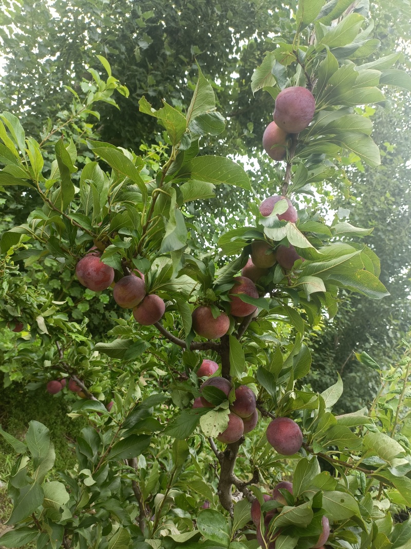 李子