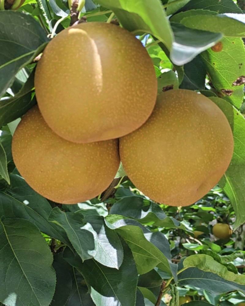湖北糖心梨