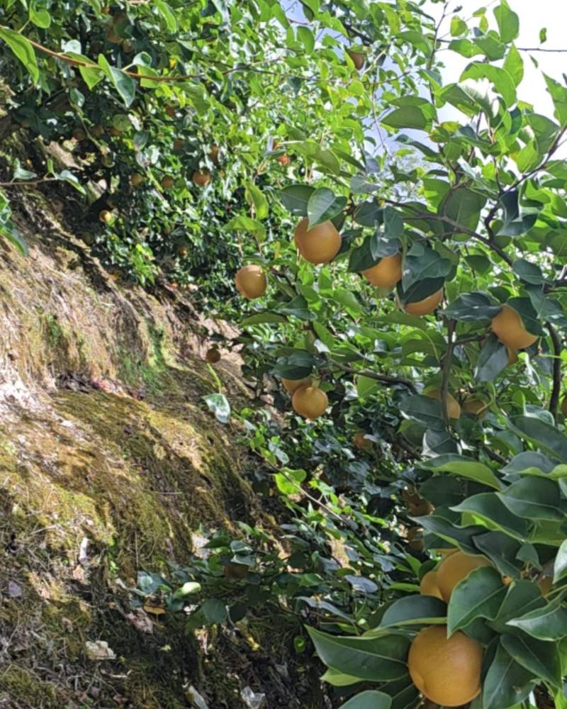 湖北糖心梨